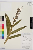 登錄號:S195660藏品圖，第1張