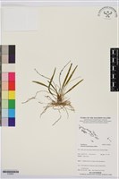 登錄號:S195661藏品圖，第1張