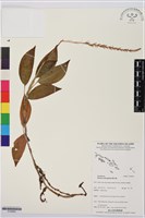 長橢圓葉伴蘭藏品圖，第1張