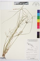 木虱草藏品圖，第1張