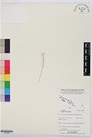 登錄號:S195666藏品圖，第1張