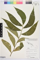 登錄號:S195668藏品圖，第1張