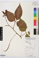 止宮樹藏品圖，第1張