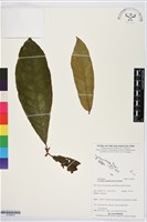 登錄號:S195670藏品圖，第1張