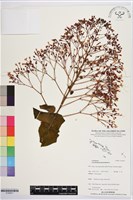 龍船花, 圓錐大青藏品圖，第1張