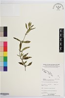 光葉鴨舌黃舅藏品圖，第1張