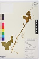 毛西番蓮藏品圖，第1張