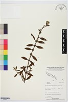 登錄號:S195675藏品圖，第1張