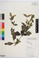 金腰箭藏品圖，第1張