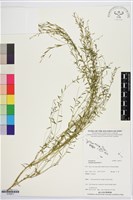 圓錐花遠志藏品圖，第1張