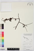 登錄號:S195681藏品圖，第1張