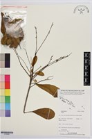 登錄號:S195682藏品圖，第1張