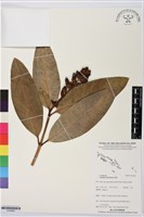 登錄號:S195683藏品圖，第1張