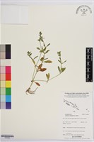 泥花草藏品圖，第1張