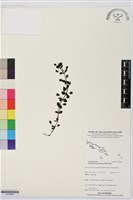 黃花過長沙舅藏品圖，第1張