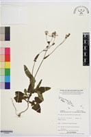 紫背草藏品圖，第1張