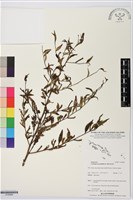 細葉水丁香藏品圖，第1張