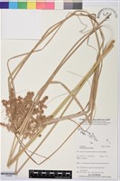 爪哇磚子苗藏品圖，第1張