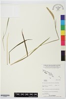 登錄號:S195690藏品圖，第1張