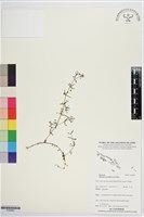 繖花龍吐珠藏品圖，第1張