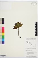 登錄號:S195695藏品圖，第1張