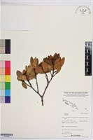 登錄號:S195696藏品圖，第1張