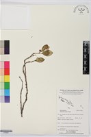 登錄號:S195697藏品圖，第1張