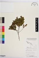 登錄號:S195699藏品圖，第1張