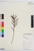 登錄號:S195700藏品圖，第1張