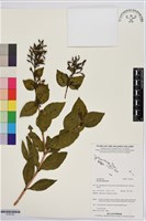 登錄號:S195702藏品圖，第1張