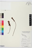 登錄號:S195704藏品圖，第1張