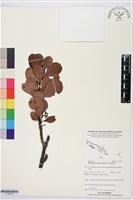 登錄號:S195705藏品圖，第1張