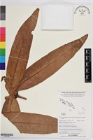 登錄號:S195706藏品圖，第1張