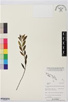 登錄號:S195707藏品圖，第1張