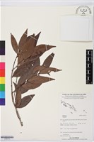 登錄號:S195710藏品圖，第1張