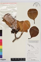 登錄號:S195712藏品圖，第1張