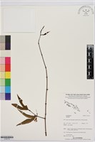 登錄號:S195716藏品圖，第1張