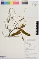 登錄號:S195717藏品圖，第1張