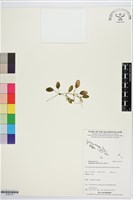 卵葉鹽藻藏品圖，第1張