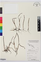 單脈二藥藻藏品圖，第1張