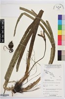 登錄號:S195720藏品圖，第1張