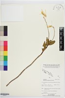 登錄號:S195721藏品圖，第1張