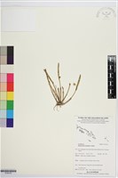 登錄號:S195722藏品圖，第1張