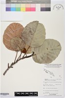 登錄號:S195724藏品圖，第1張