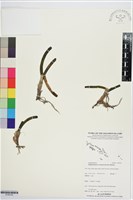 登錄號:S195725藏品圖，第1張