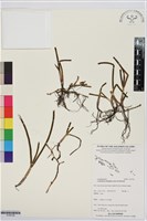 圓葉水絲草藏品圖，第1張