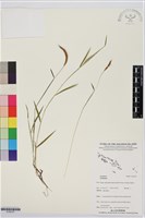 登錄號:S195727藏品圖，第1張