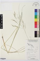 登錄號:S195728藏品圖，第1張