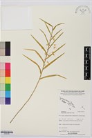 登錄號:S195730藏品圖，第1張