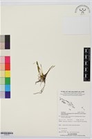 登錄號:S195733藏品圖，第1張